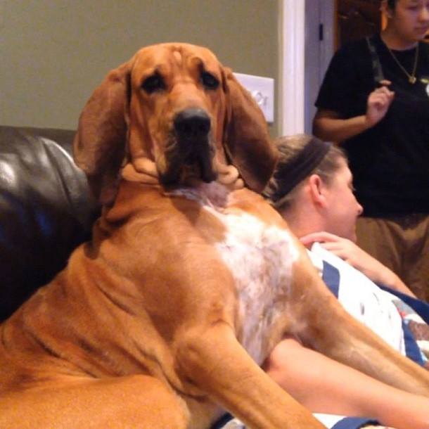عکس سگ های وحشی بزرگ | تصاویر بزرگترین سگ دنیا | اندازه بزرگترین سگ جهان | عکسهای عجیب از بزرگترین سگ ها | قوی ترین نژاد سگ | عکس سگ های خانگی بزرگ | biggest dog