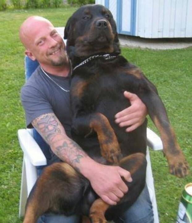 عکس سگ های وحشی بزرگ | تصاویر بزرگترین سگ دنیا | اندازه بزرگترین سگ جهان | عکسهای عجیب از بزرگترین سگ ها | قوی ترین نژاد سگ | عکس سگ های خانگی بزرگ | biggest dog
