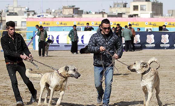 عکس های جالب از جشنواره سگ در اصفهان | عکس های زیباترین سگ های ایرانی | عکس های گرانقیمت ترین سگ های ایران | عکس های جشنواره زیباترین سگ ها در اصفهان | عکس | عکس های سگ های خانگی | جشنواره سگ در اصفهان